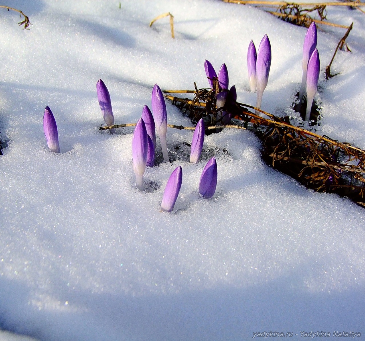photoshop_vesna6
