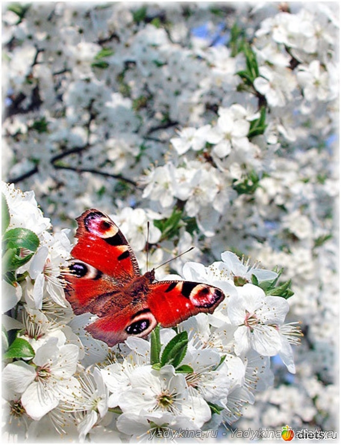 photoshop_vesna8